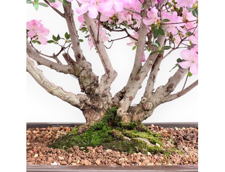 Bonsai di Azalea da 70 cm | Vaso rettangolare in grès