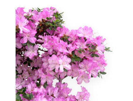 Azalea bonsai 70 cm | Pot rectangulaire en grès
