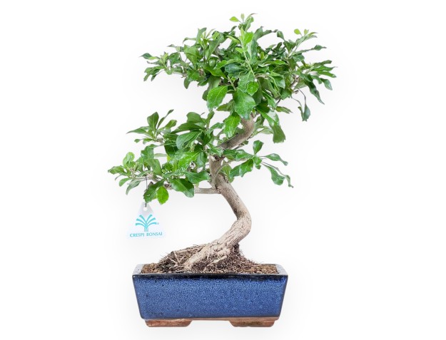 Bonsai di Durantha repens da 36 cm | Vaso rettangolare blu