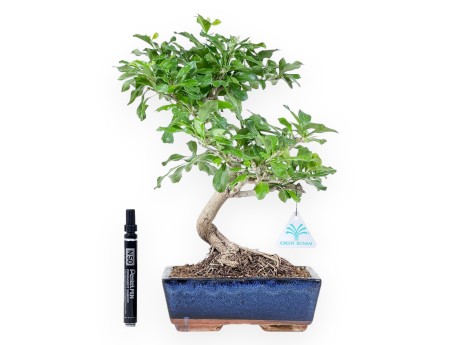 Bonsai di Durantha repens da 36 cm | Vaso rettangolare blu