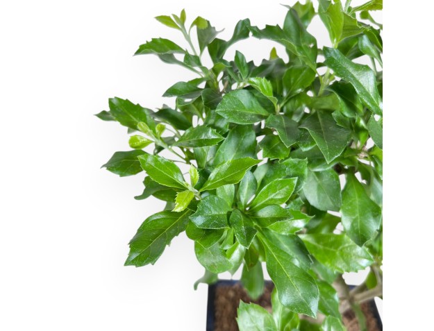 Bonsai di Durantha repens da 36 cm | Vaso rettangolare blu 2
