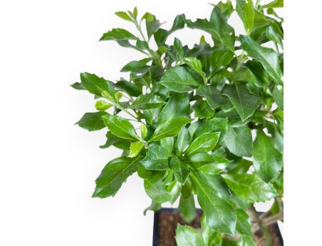 Bonsai di Durantha repens da 36 cm | Vaso rettangolare blu