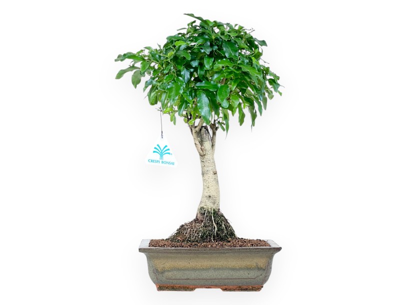 Bonsaï de Ligustrum de 36 cm | Pot rectangulaire vert