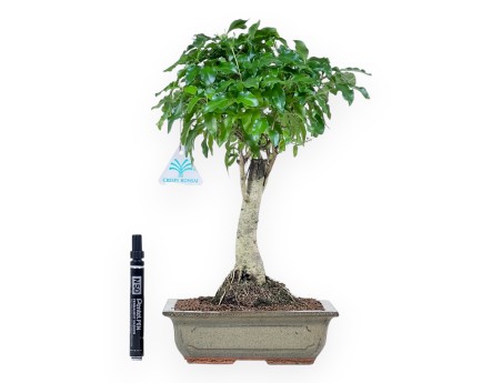 Bonsai di Ligustrum da 36 cm | Vaso rettangolare verde