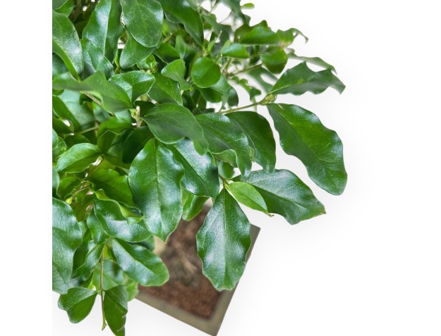 Bonsai of Ligustrum of 36 cm | Rectangular green pot 2