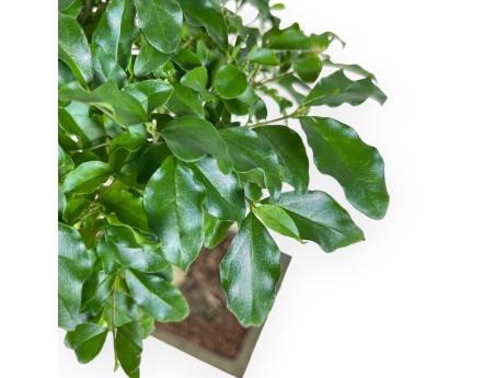 Bonsái de Ligustrum de 36 cm | Maceta rectangular verde