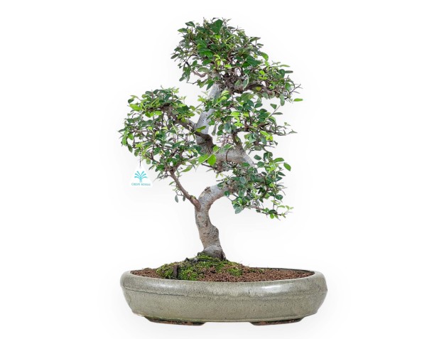 Bonsai di Zelkova nire da 52 cm | Vaso ovale verde