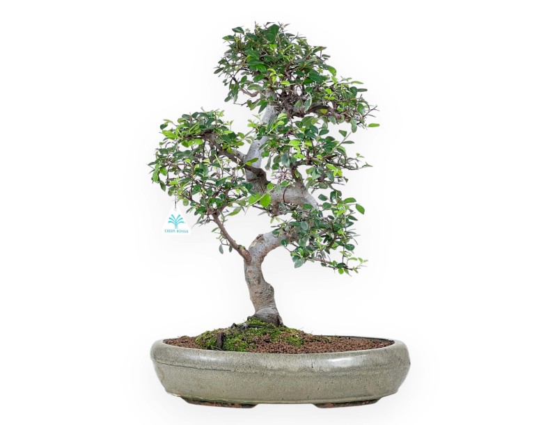 Bonsai di Zelkova nire da 52 cm | Vaso ovale verde