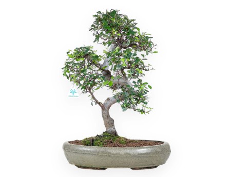 Bonsai von Zelkova nire von 52 cm | Oval grün Topf