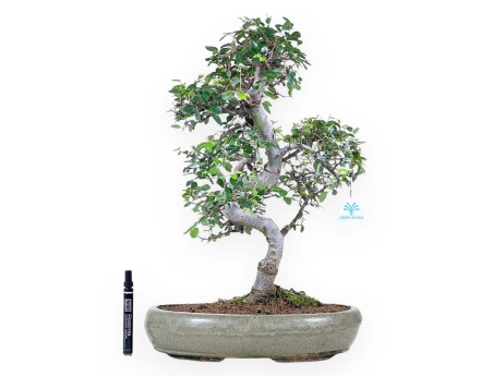 Bonsai van Zelkova nire van 52 cm | Ovaal groen pot