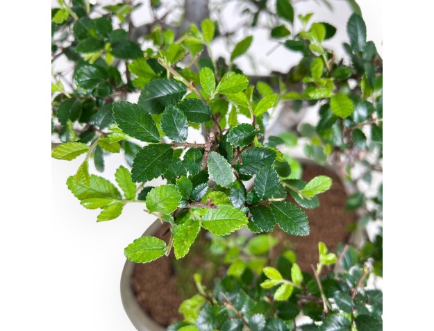 Bonsaï de Zelkova nire de 52 cm | Pot ovale vert 2