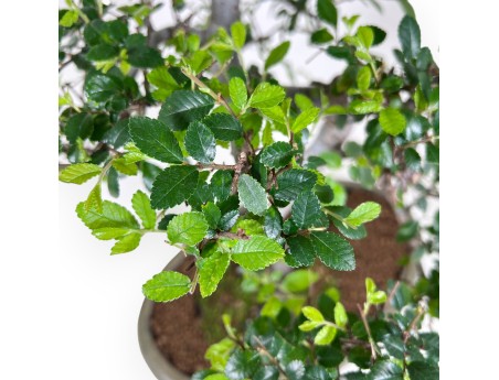 Bonsai di Zelkova nire da 52 cm | Vaso ovale verde