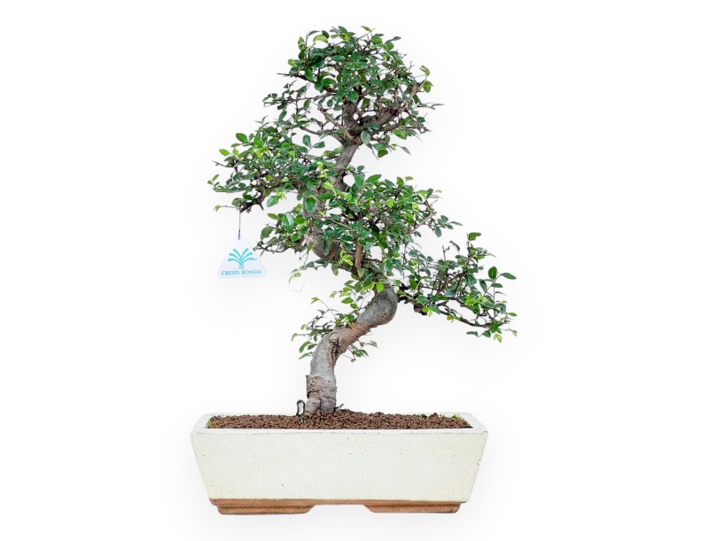 Bonsai of Zelkova nire of 46 cm | Rectangular cream pot