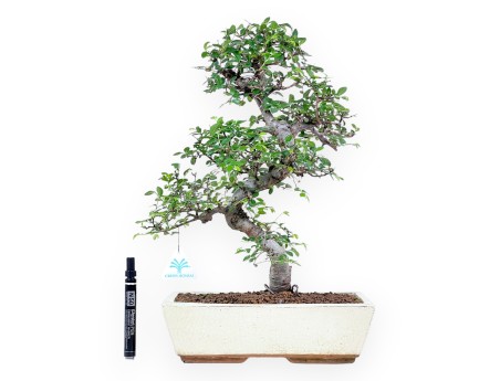 Bonsaï de Zelkova nire de 46 cm | Pot rectangulaire crème