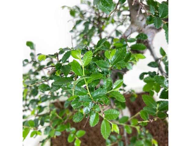 Bonsai of Zelkova nire of 46 cm | Rectangular cream pot 2