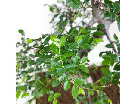 Bonsai of Zelkova nire of 46 cm | Rectangular cream pot