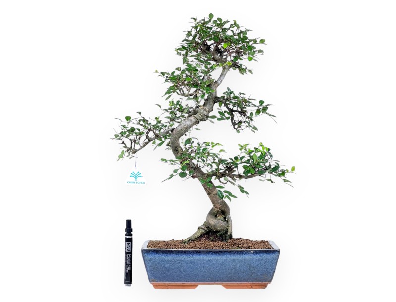 57 cm großer Zelkova-nire-Bonsai | Blauer, rechteckiger Topf