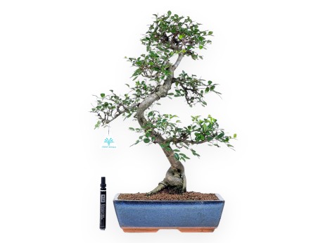 57 cm großer Zelkova-nire-Bonsai | Blauer, rechteckiger Topf