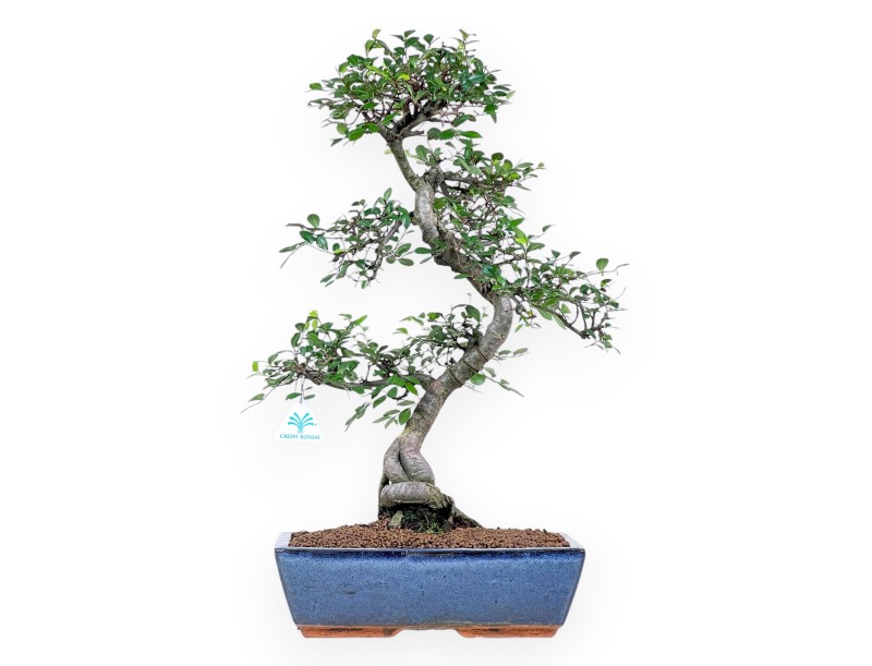 57 cm großer Zelkova-nire-Bonsai | Blauer, rechteckiger Topf