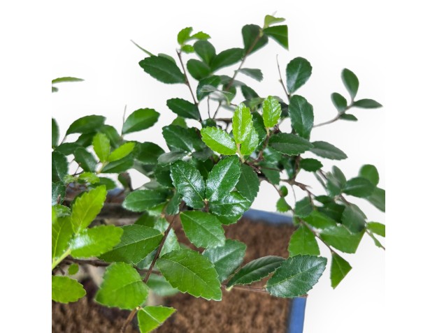 Bonsaï de zelkova nire de 57 cm | Pot rectangulaire bleu 2