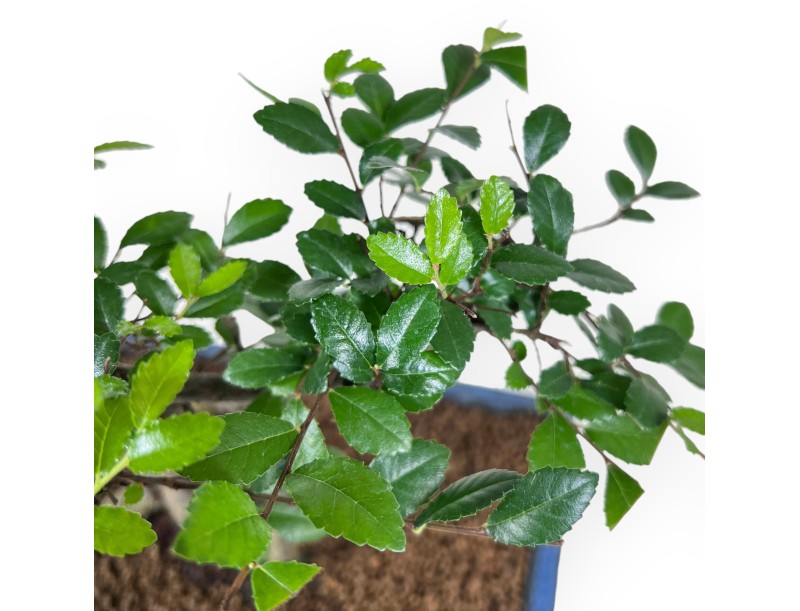 Bonsaï de zelkova nire de 57 cm | Pot rectangulaire bleu