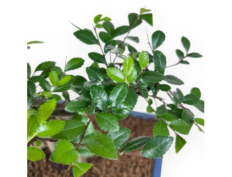 57 cm großer Zelkova-nire-Bonsai | Blauer, rechteckiger Topf