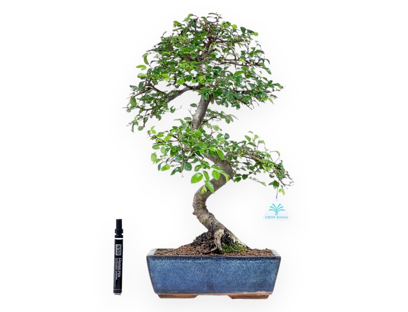 52 cm Zelkova nire bonsai | Blue rectangular pot