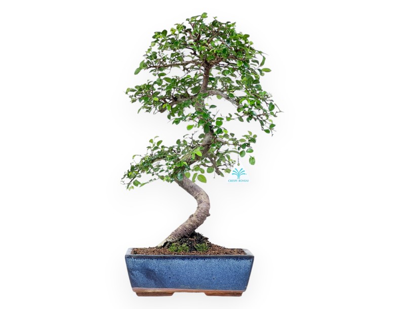 Bonsaï de zelkova nire de 52 cm | Pot rectangulaire bleu