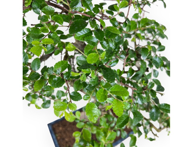 Bonsaï de zelkova nire de 52 cm | Pot rectangulaire bleu