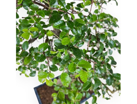 52 cm Zelkova nire bonsai | Blue rectangular pot