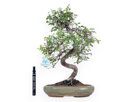 Bonsai di Zelkova nire da 41 cm | Vaso ovale verde
