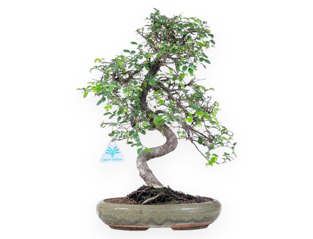 Bonsaï de Zelkova nire de 41 cm | Pot ovale vert
