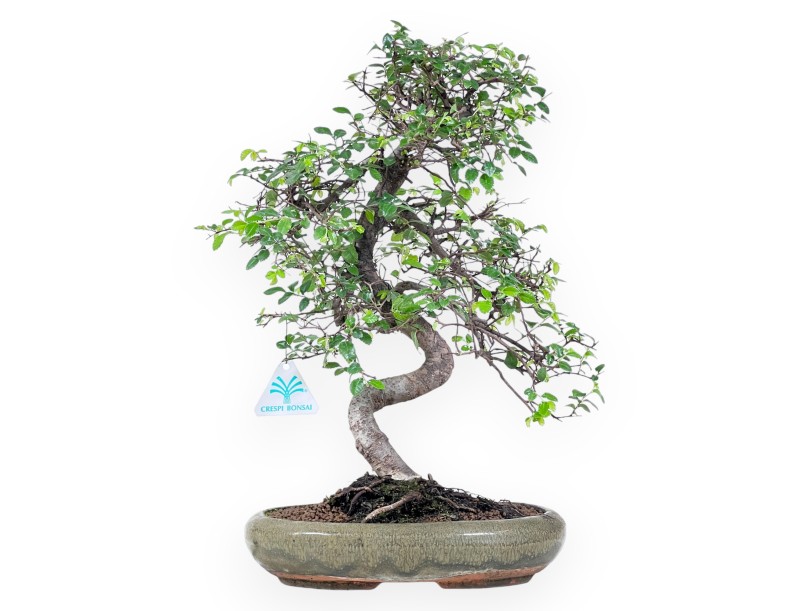 Bonsai di Zelkova nire da 41 cm | Vaso ovale verde
