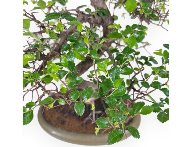 Bonsai of Zelkova nire of 41 cm | Oval green pot 2
