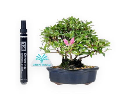 Azalee Bonsai 14 cm | Wolkenvase aus Steingut