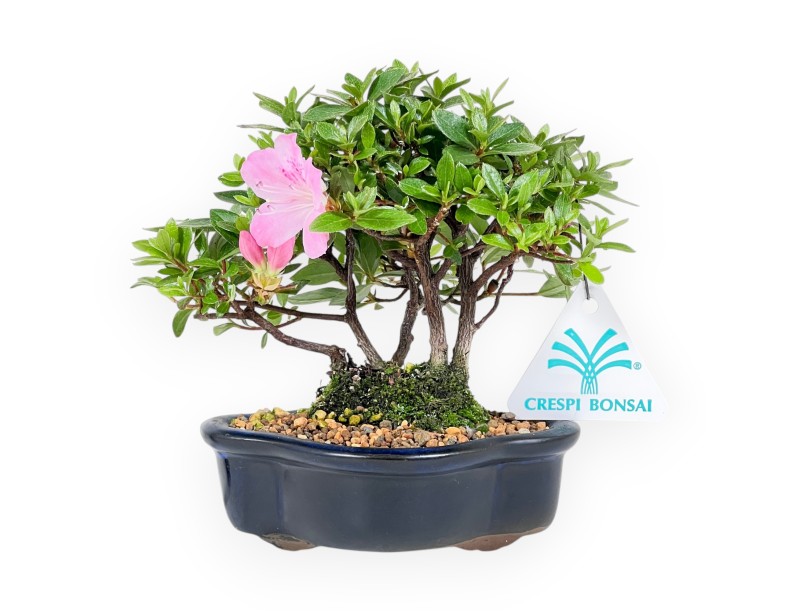 Azalee Bonsai 14 cm | Wolkenvase aus Steingut