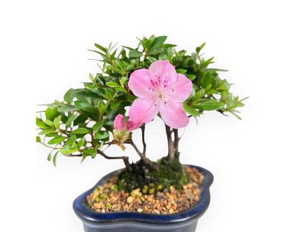 Bonsai di Azalea da 14 cm | Vaso a nuvola in grès 2