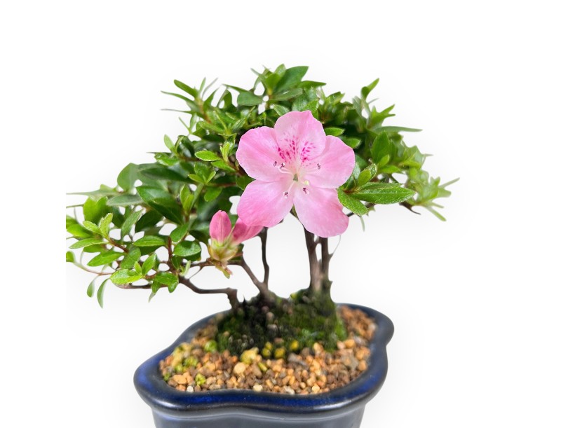 Azalee Bonsai 14 cm | Wolkenvase aus Steingut