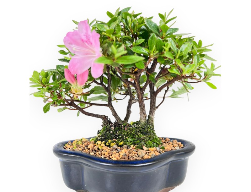 Bonsai di Azalea da 14 cm | Vaso a nuvola in grès