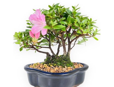 Bonsai di Azalea da 14 cm | Vaso a nuvola in grès