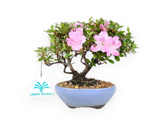Bonsai di Azalea da 15 cm | Vaso ovale in grès