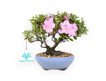 Azalee Bonsai 15 cm | ovaler Steinguttopf