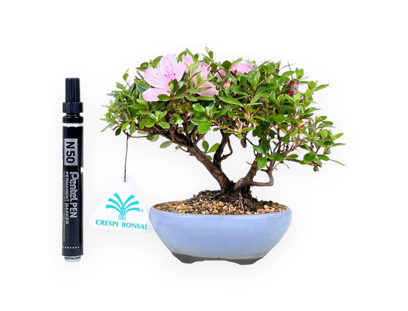 Azalee Bonsai 15 cm | ovaler Steinguttopf