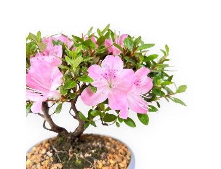 Azalee Bonsai 15 cm | ovaler Steinguttopf