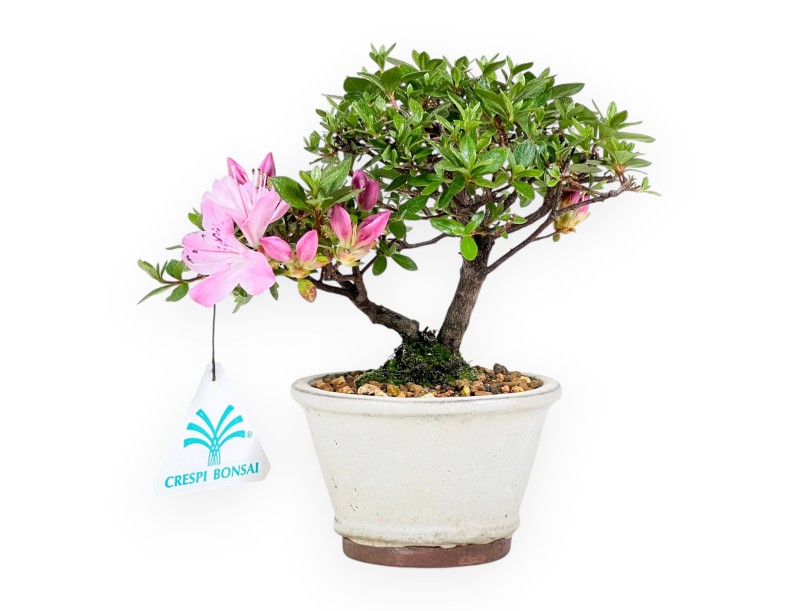 Azalee Bonsai 17 cm | Steingut runder Topf