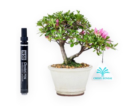 Azalee Bonsai 17 cm | Steingut runder Topf