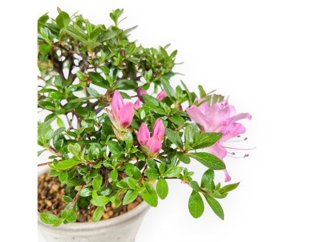 Bonsai di Azalea da 17 cm | Vaso tondo in grès 2