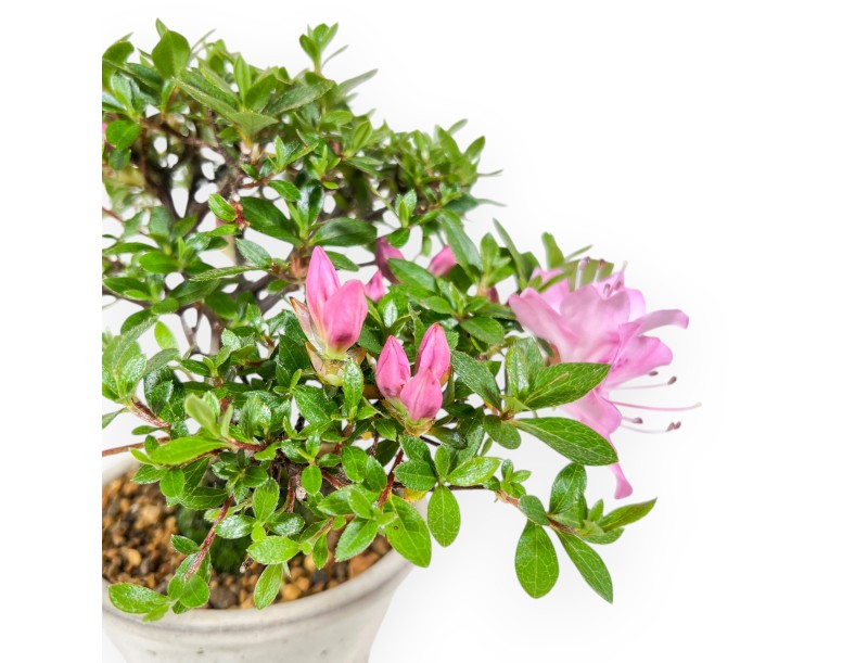 Azalee Bonsai 17 cm | Steingut runder Topf