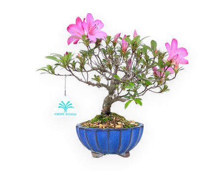 Bonsai di Azalea da 25 cm | Vaso tondo in grès