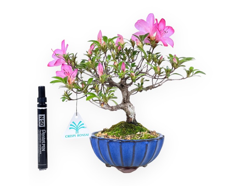Bonsai di Azalea da 25 cm | Vaso tondo in grès